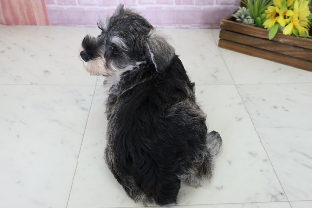 福岡県のミニチュアシュナウザー (Coo&RIKUゆめタウン飯塚店/2025年10月24日生まれ/男の子/ソルトペッパー)の子犬の4枚目の画像