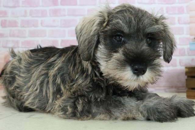 愛媛県のミニチュアシュナウザー (Coo&RIKU大洲店/2025年10月24日生まれ/男の子/ソルトペッパー)の子犬の2枚目の画像