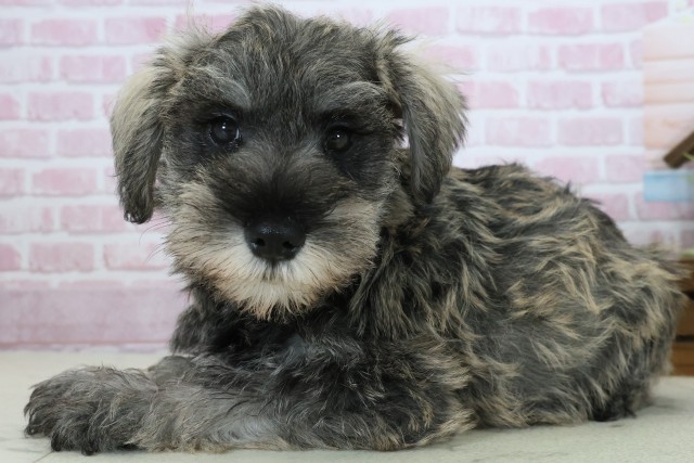 愛媛県のミニチュアシュナウザー (Coo&RIKU大洲店/2025年10月24日生まれ/男の子/ソルトペッパー)の子犬の3枚目の画像