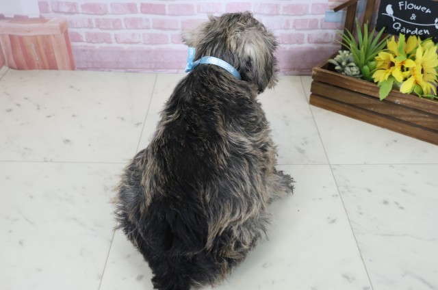 愛媛県のミニチュアシュナウザー (Coo&RIKU大洲店/2025年10月24日生まれ/男の子/ソルトペッパー)の子犬の4枚目の画像