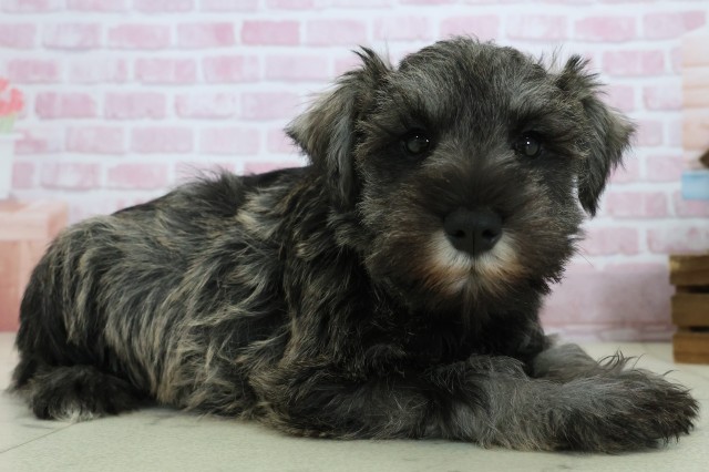 愛媛県のミニチュアシュナウザー (Coo&RIKU愛媛松山店/2025年10月24日生まれ/女の子/ソルトペッパー)の子犬の2枚目の画像