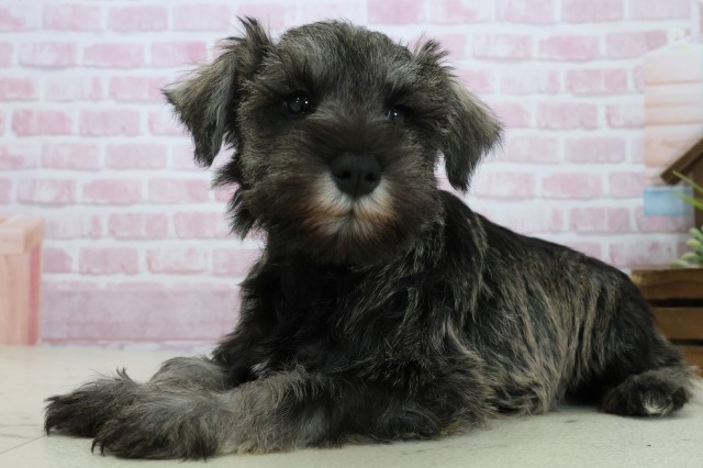 愛媛県のミニチュアシュナウザー (Coo&RIKU愛媛松山店/2025年10月24日生まれ/女の子/ソルトペッパー)の子犬の3枚目の画像