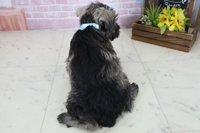 愛媛県のミニチュアシュナウザー (Coo&RIKU愛媛松山店/2025年10月24日生まれ/女の子/ソルトペッパー)の子犬の4枚目の画像