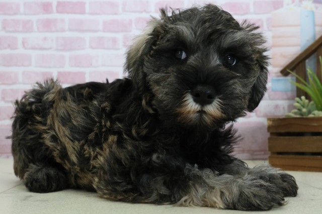 福岡県のミニチュアシュナウザー (Coo&RIKU福岡西店/2025年10月24日生まれ/女の子/ソルトペッパー)の子犬の2枚目の画像