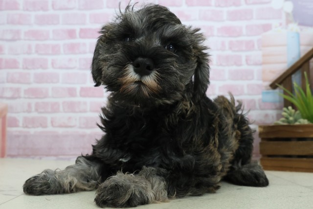 福岡県のミニチュアシュナウザー (Coo&RIKU福岡西店/2025年10月24日生まれ/女の子/ソルトペッパー)の子犬の3枚目の画像