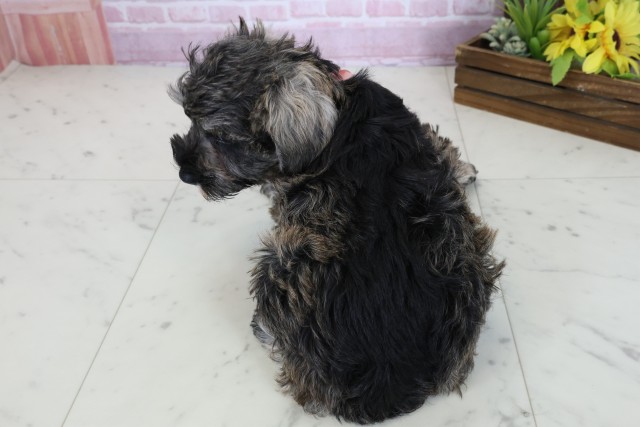 福岡県のミニチュアシュナウザー (Coo&RIKU福岡西店/2025年10月24日生まれ/女の子/ソルトペッパー)の子犬の4枚目の画像