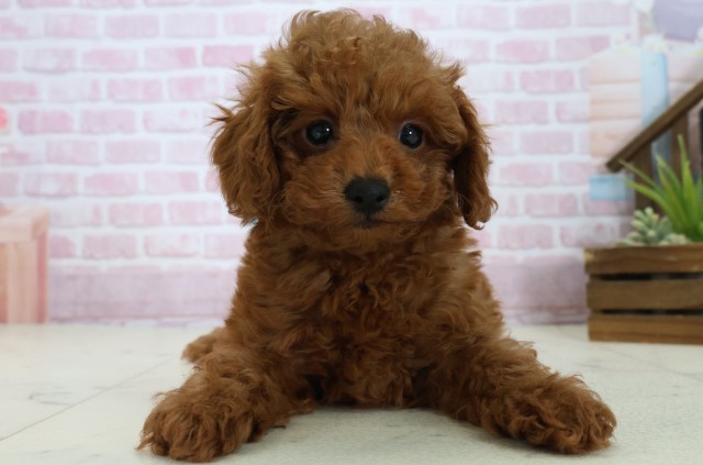 愛媛県のトイプードル(トイ) (Coo&RIKU大洲店/2025年10月24日生まれ/男の子/アプリコット)の子犬の1枚目の画像