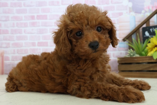 愛媛県のトイプードル(トイ) (Coo&RIKU大洲店/2025年10月24日生まれ/男の子/アプリコット)の子犬の2枚目の画像