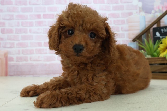 愛媛県のトイプードル(トイ) (Coo&RIKU大洲店/2025年10月24日生まれ/男の子/アプリコット)の子犬の3枚目の画像