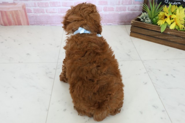 愛媛県のトイプードル(トイ) (Coo&RIKU大洲店/2025年10月24日生まれ/男の子/アプリコット)の子犬の4枚目の画像
