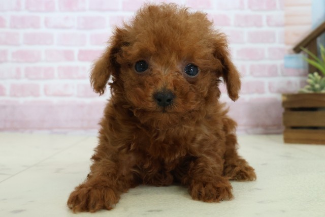 福岡県のトイプードル(トイ) (Coo&RIKUフォレストシティ春日店/2025年10月24日生まれ/男の子/アプリコット)の子犬