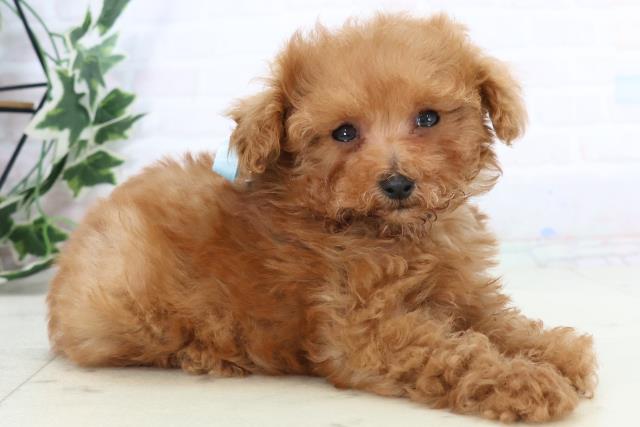 高知県のトイプードル(トイ) (Coo&RIKU高知御座店/2025年10月25日生まれ/男の子/アプリコット)の子犬の2枚目の画像