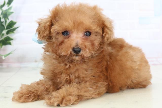 高知県のトイプードル(トイ) (Coo&RIKU高知御座店/2025年10月25日生まれ/男の子/アプリコット)の子犬の3枚目の画像