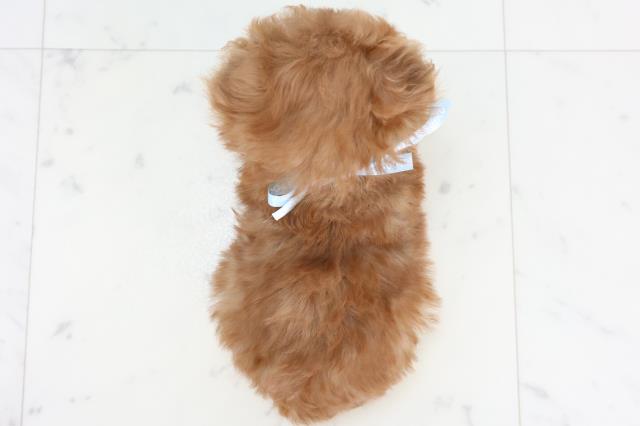 高知県のトイプードル(トイ) (Coo&RIKU高知御座店/2025年10月25日生まれ/男の子/アプリコット)の子犬の4枚目の画像