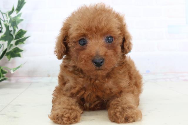 山口県のトイプードル(トイ) (Coo&RIKUサンパークあじす店/2025年10月25日生まれ/男の子/アプリコット)の子犬の1枚目の画像