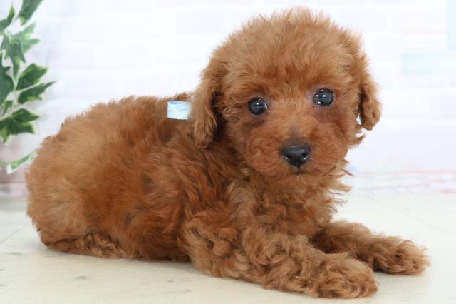 山口県のトイプードル(トイ) (Coo&RIKUサンパークあじす店/2025年10月25日生まれ/男の子/アプリコット)の子犬の2枚目の画像