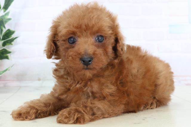 山口県のトイプードル(トイ) (Coo&RIKUサンパークあじす店/2025年10月25日生まれ/男の子/アプリコット)の子犬の3枚目の画像