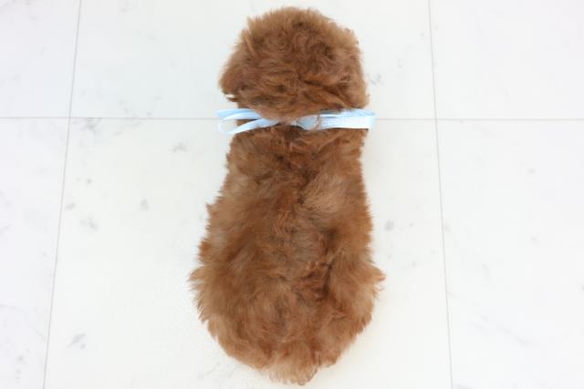 山口県のトイプードル(トイ) (Coo&RIKUサンパークあじす店/2025年10月25日生まれ/男の子/アプリコット)の子犬の4枚目の画像