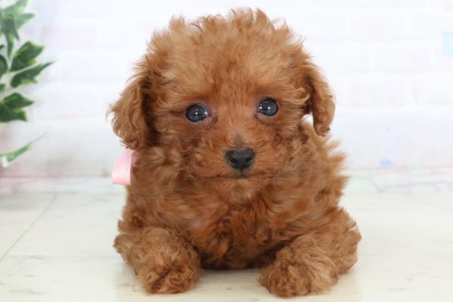 岡山県のトイプードル(トイ) (Coo&RIKU岡山店/2025年10月25日生まれ/女の子/アプリコット)の子犬の1枚目の画像