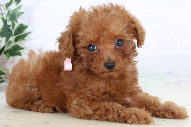 岡山県のトイプードル(トイ) (Coo&RIKU岡山店/2025年10月25日生まれ/女の子/アプリコット)の子犬の2枚目の画像