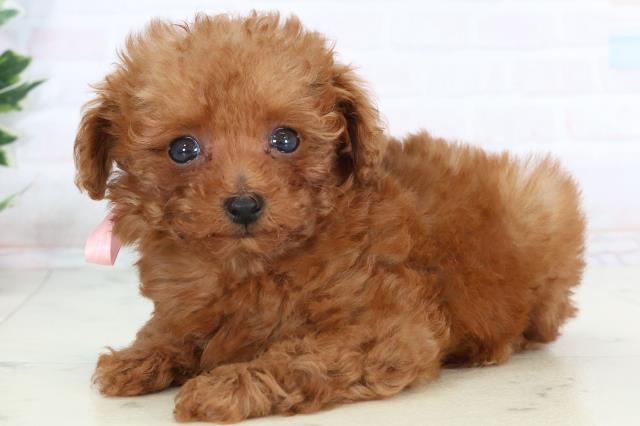 岡山県のトイプードル(トイ) (Coo&RIKU岡山店/2025年10月25日生まれ/女の子/アプリコット)の子犬の3枚目の画像