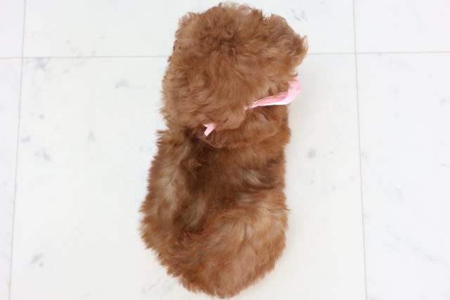 岡山県のトイプードル(トイ) (Coo&RIKU岡山店/2025年10月25日生まれ/女の子/アプリコット)の子犬の4枚目の画像