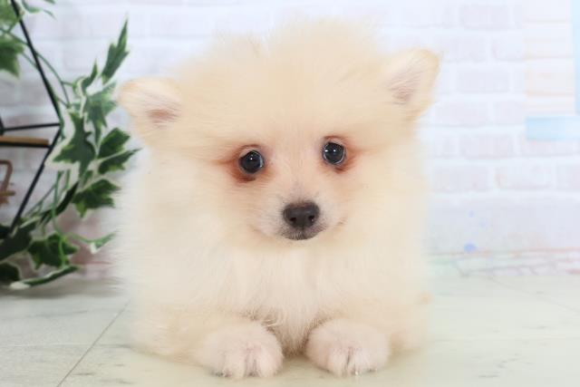 鳥取県のポメラニアン (Coo&RIKUラ・ムー鳥取東店/2025年10月25日生まれ/男の子/クリーム)の子犬の1枚目の画像