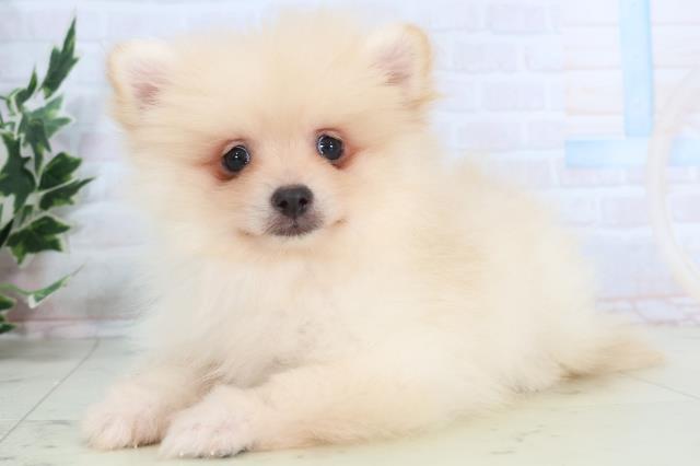 鳥取県のポメラニアン (Coo&RIKUラ・ムー鳥取東店/2025年10月25日生まれ/男の子/クリーム)の子犬の3枚目の画像