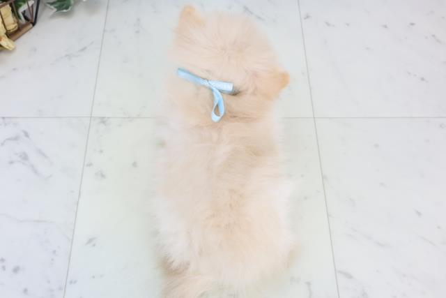 鳥取県のポメラニアン (Coo&RIKUラ・ムー鳥取東店/2025年10月25日生まれ/男の子/クリーム)の子犬の4枚目の画像