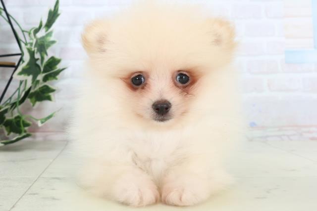 広島県のポメラニアン (Coo&RIKU福山店/2025年10月25日生まれ/男の子/クリーム)の子犬の1枚目の画像