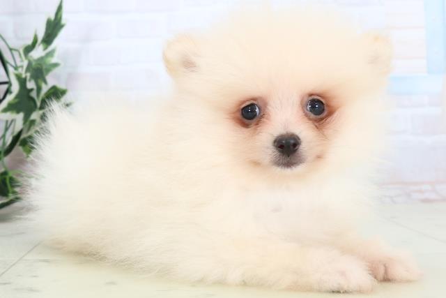 広島県のポメラニアン (Coo&RIKU福山店/2025年10月25日生まれ/男の子/クリーム)の子犬の2枚目の画像