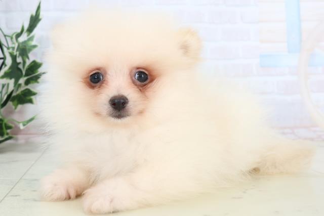 広島県のポメラニアン (Coo&RIKU福山店/2025年10月25日生まれ/男の子/クリーム)の子犬の3枚目の画像