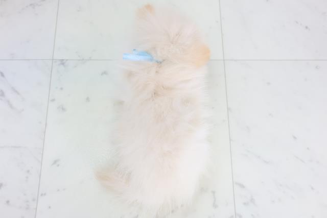 広島県のポメラニアン (Coo&RIKU福山店/2025年10月25日生まれ/男の子/クリーム)の子犬の4枚目の画像