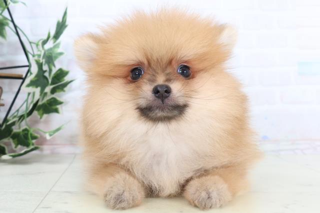 ポメラニアン