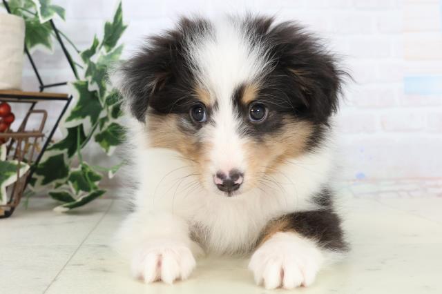 広島県のシェットランドシープドッグ (Coo&RIKUゆめタウン大竹店/2025年10月22日生まれ/男の子/ブルーマール)の子犬の1枚目の画像