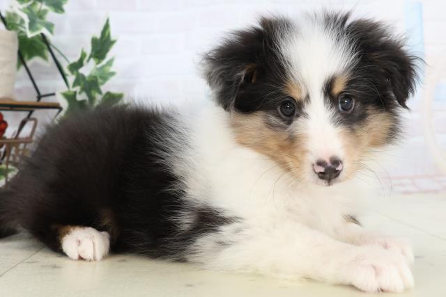 広島県のシェットランドシープドッグ (Coo&RIKUゆめタウン大竹店/2025年10月22日生まれ/男の子/ブルーマール)の子犬の2枚目の画像