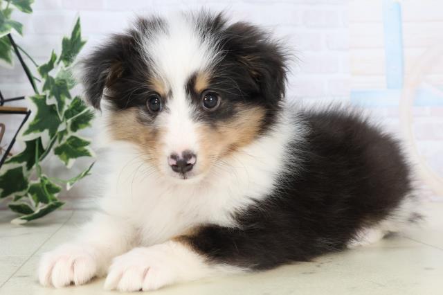 広島県のシェットランドシープドッグ (Coo&RIKUゆめタウン大竹店/2025年10月22日生まれ/男の子/ブルーマール)の子犬の3枚目の画像