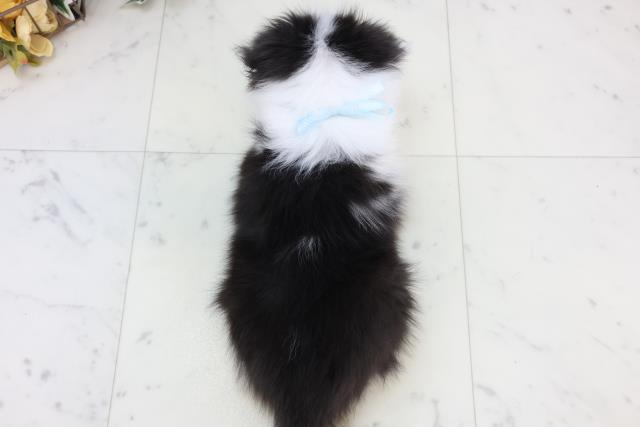 広島県のシェットランドシープドッグ (Coo&RIKUゆめタウン大竹店/2025年10月22日生まれ/男の子/ブルーマール)の子犬の4枚目の画像