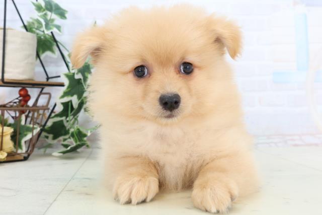 熊本県のハーフ犬・ミックス犬 (Coo&RIKU熊本店/2025年10月23日生まれ/男の子/オレンジ)の子犬の1枚目の画像