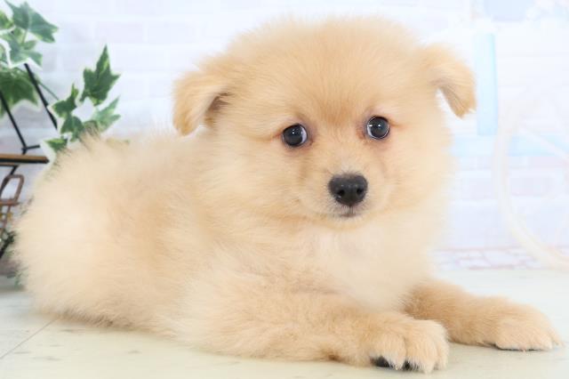 熊本県のハーフ犬・ミックス犬 (Coo&RIKU熊本店/2025年10月23日生まれ/男の子/オレンジ)の子犬の2枚目の画像