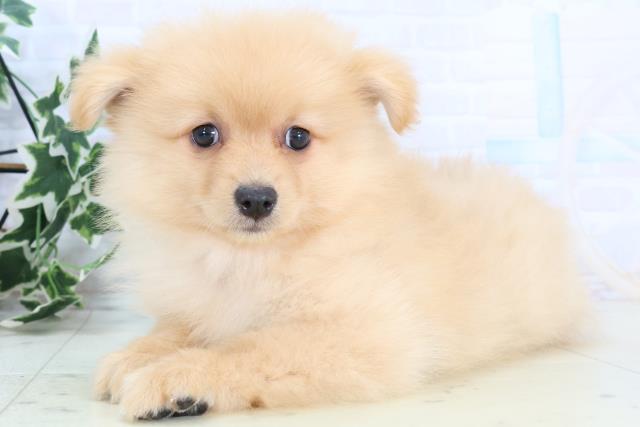 熊本県のハーフ犬・ミックス犬 (Coo&RIKU熊本店/2025年10月23日生まれ/男の子/オレンジ)の子犬の3枚目の画像