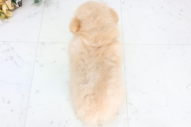 熊本県のハーフ犬・ミックス犬 (Coo&RIKU熊本店/2025年10月23日生まれ/男の子/オレンジ)の子犬の4枚目の画像