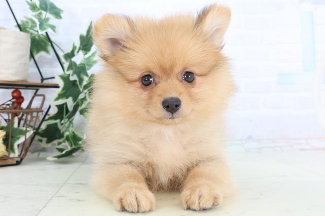 熊本県のハーフ犬・ミックス犬 (Coo&RIKUイオンモール宇城店/2025年10月23日生まれ/女の子/オレンジセーブル)の子犬の1枚目の画像