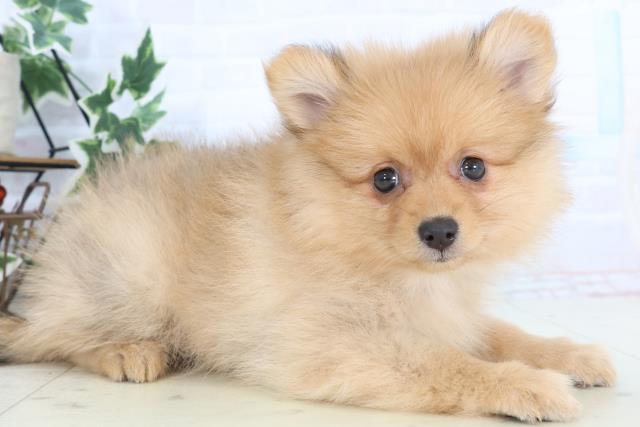 熊本県のハーフ犬・ミックス犬 (Coo&RIKUイオンモール宇城店/2025年10月23日生まれ/女の子/オレンジセーブル)の子犬の2枚目の画像