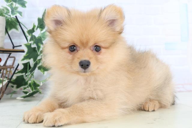 熊本県のハーフ犬・ミックス犬 (Coo&RIKUイオンモール宇城店/2025年10月23日生まれ/女の子/オレンジセーブル)の子犬の3枚目の画像