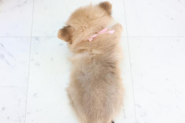 熊本県のハーフ犬・ミックス犬 (Coo&RIKUイオンモール宇城店/2025年10月23日生まれ/女の子/オレンジセーブル)の子犬の4枚目の画像