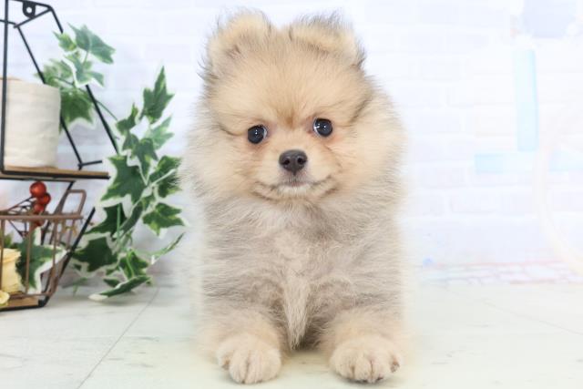 熊本県のハーフ犬・ミックス犬 (Coo&RIKUカリーノ菊陽店/2025年10月23日生まれ/女の子/ウルフセーブル)の子犬の1枚目の画像