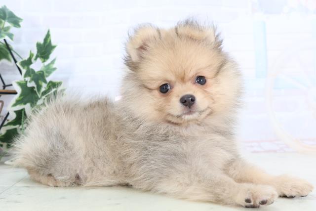 熊本県のハーフ犬・ミックス犬 (Coo&RIKUカリーノ菊陽店/2025年10月23日生まれ/女の子/ウルフセーブル)の子犬の2枚目の画像