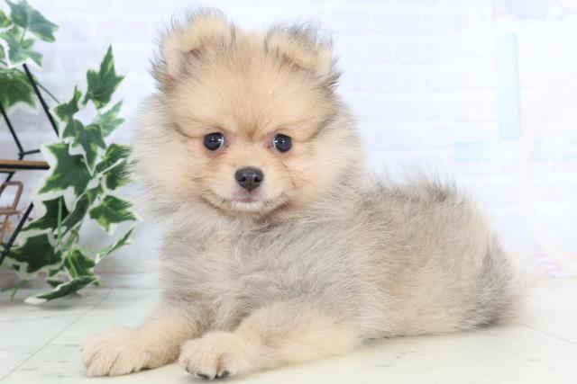 熊本県のハーフ犬・ミックス犬 (Coo&RIKUカリーノ菊陽店/2025年10月23日生まれ/女の子/ウルフセーブル)の子犬の3枚目の画像