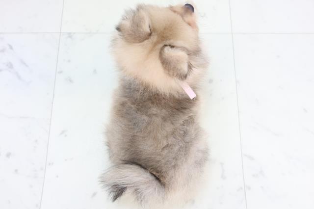 熊本県のハーフ犬・ミックス犬 (Coo&RIKUカリーノ菊陽店/2025年10月23日生まれ/女の子/ウルフセーブル)の子犬の4枚目の画像